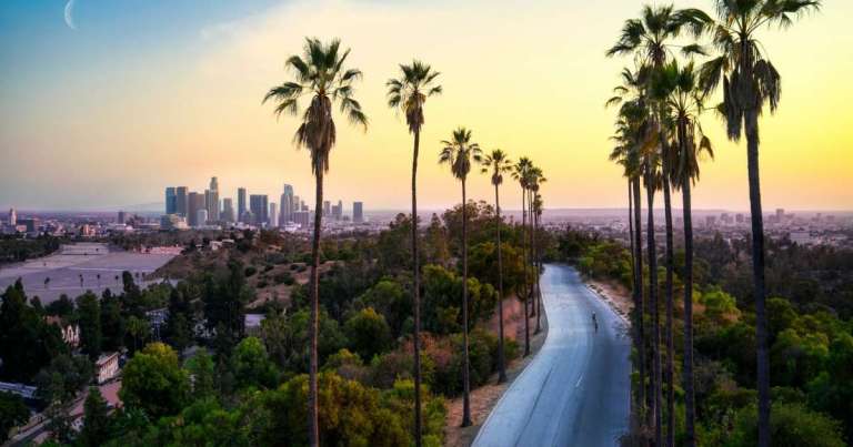 SoCal green palm trees near city buildings during daytime