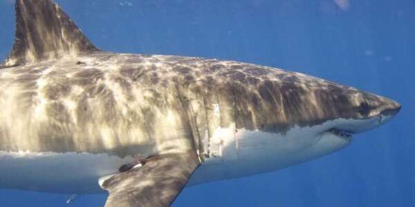 Sharks in California and NY oceans