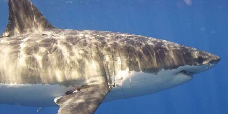 Sharks in California and NY oceans