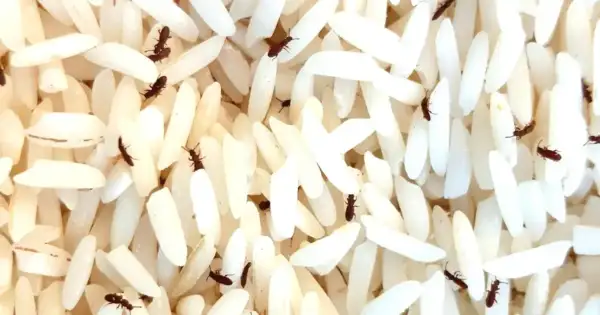 Amazon: Customer Found Live Wiggling Bugs In Rice
