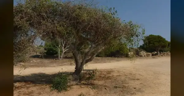 Cyprus declares red alert as Saharan dust chokes island