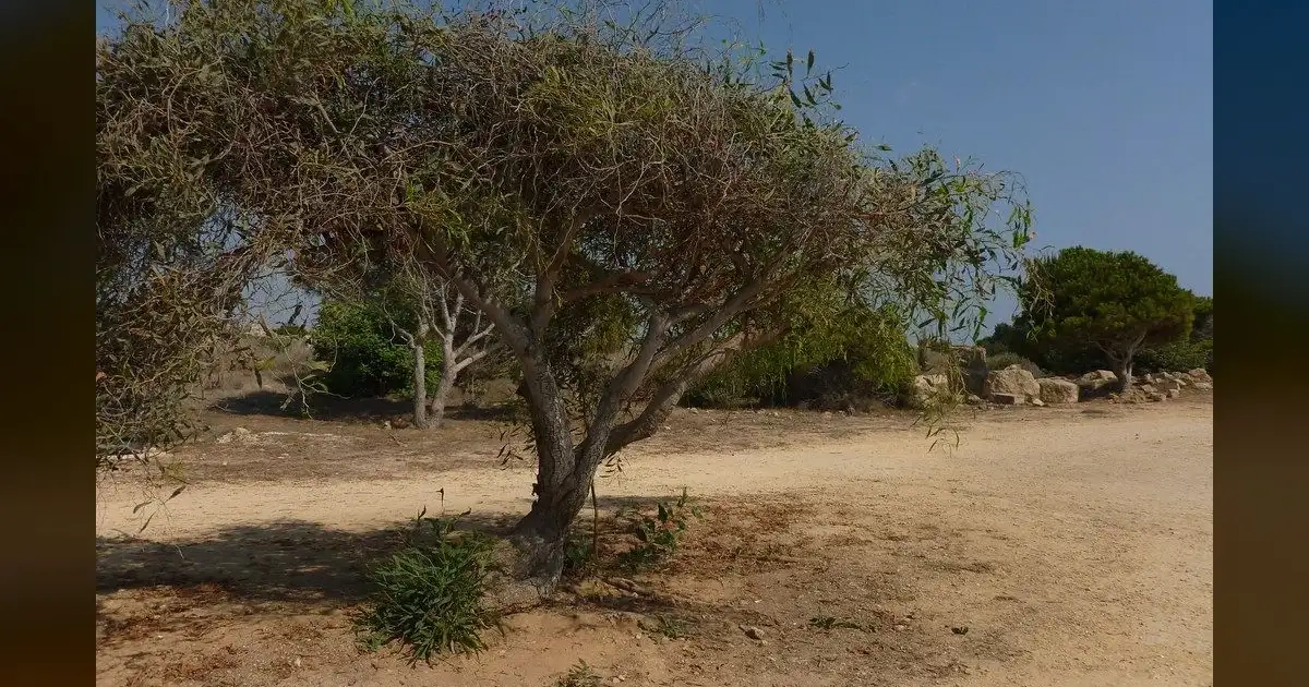 Cyprus declares red alert as Saharan dust chokes island