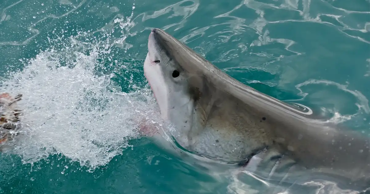 Huntington Beach: 5 Great Whites Spotted in 48 Hours