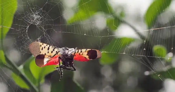 Millions of Spotted Lanternflies Invade 14 US States