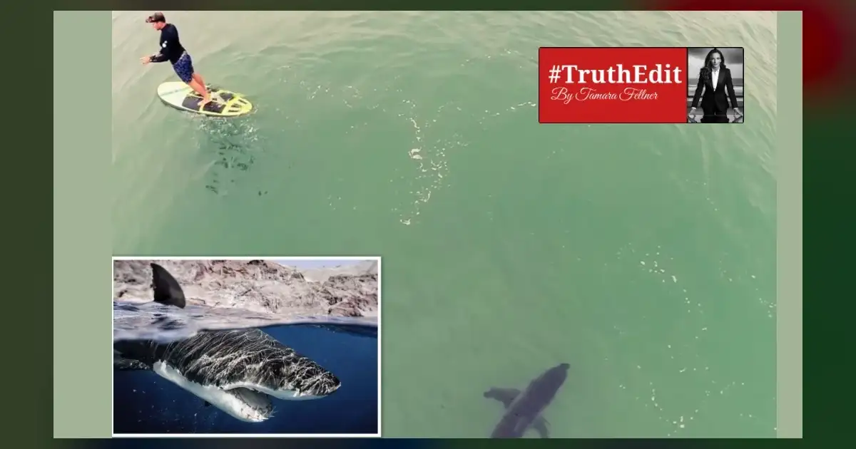 Newport Beach Shark Scare: Experts Are Rolling Eyes