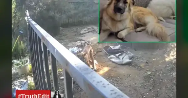 Placer County Mountain Lion: Sarah Jenkins' Dogs Ripped Apart