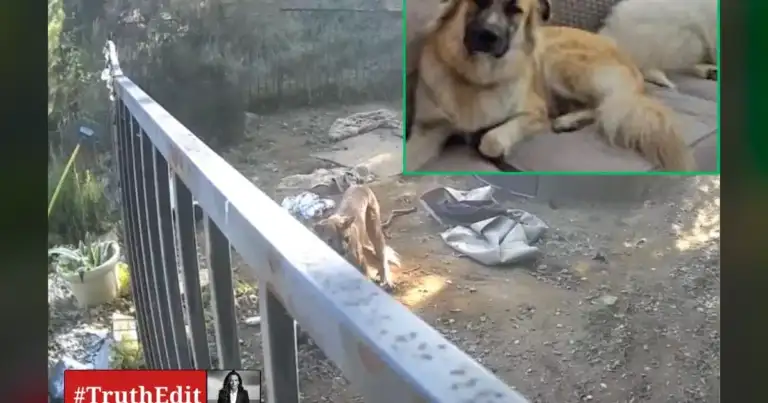 Placer County Mountain Lion: Sarah Jenkins' Dogs Ripped Apart