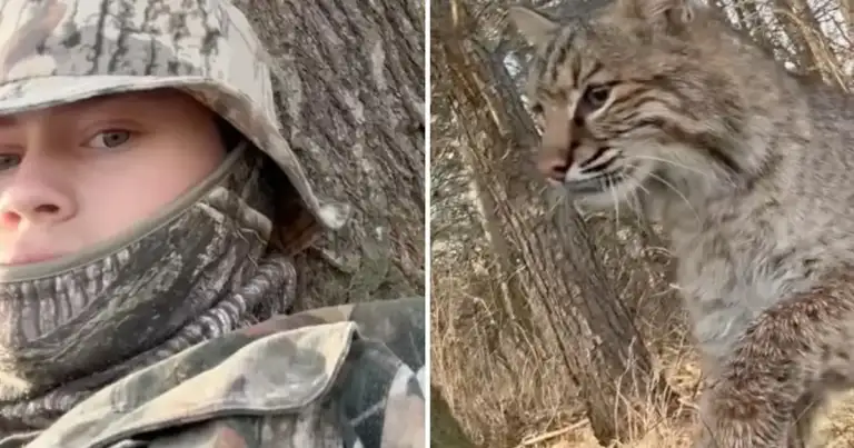Wisconsin Teen's Hunt: A Bobcat Mauling Nightmare