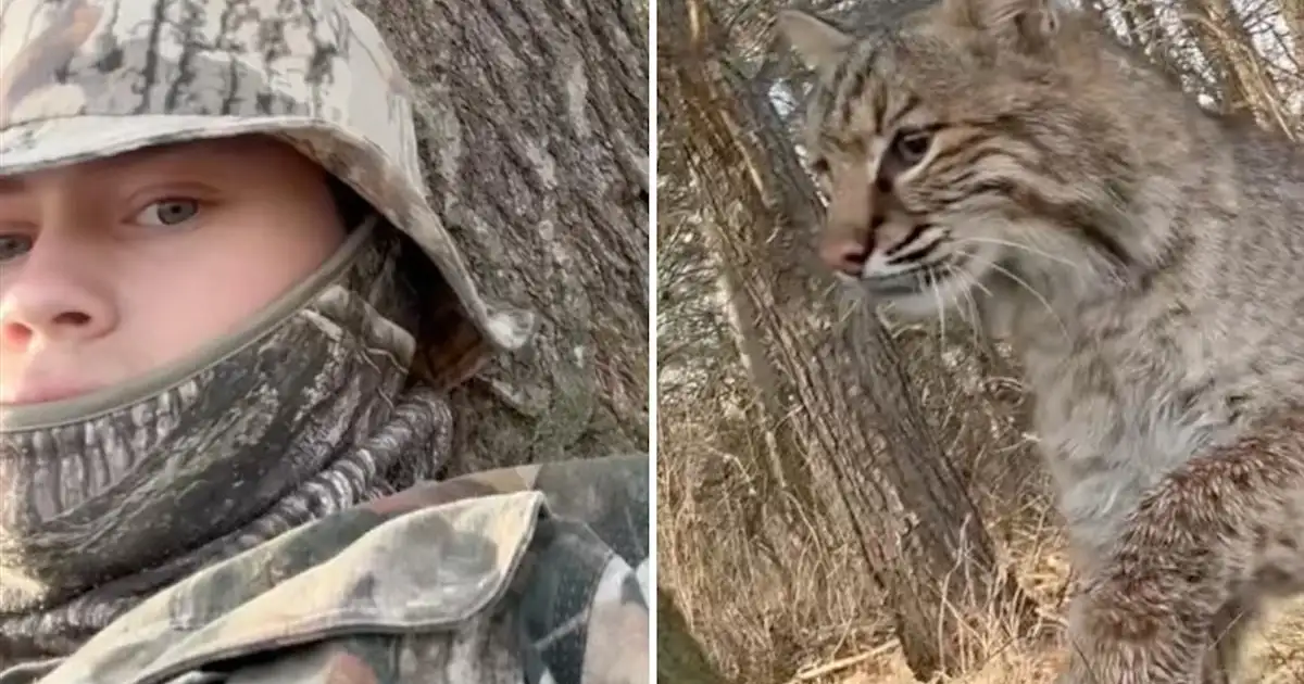 Wisconsin Teen's Hunt: A Bobcat Mauling Nightmare