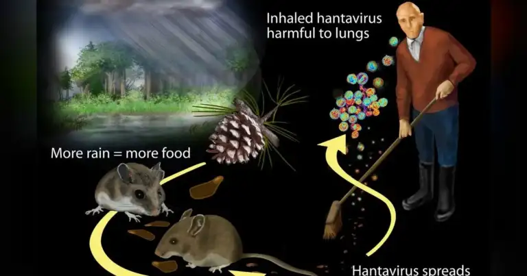 Hantavirus cruise outbreak is NOT COVID