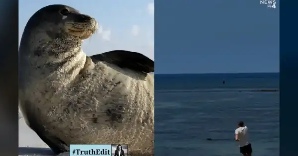 Tourist Who Hit Hawaiian Seal With Rock: I'm Rich.