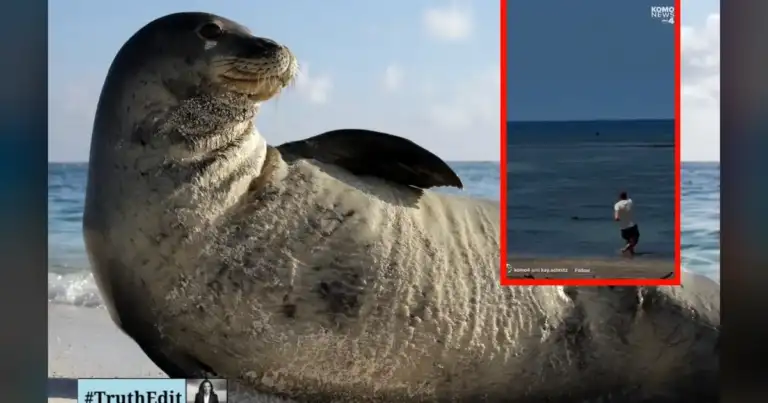 5 Years Prison, $10K Fine: Hawaii Tourist Threw Rocks at Monk Seal