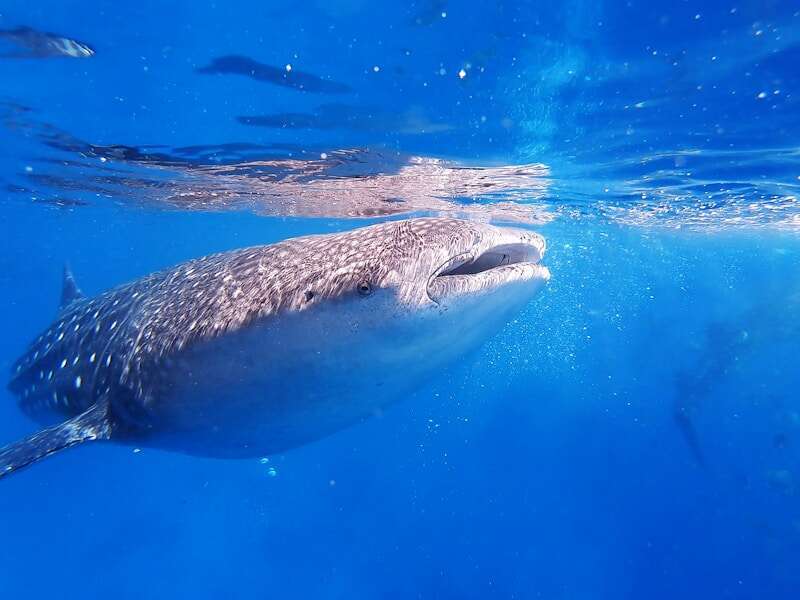 Locals: Hawaii whale shark isn't your theme park ride gray whale underwater