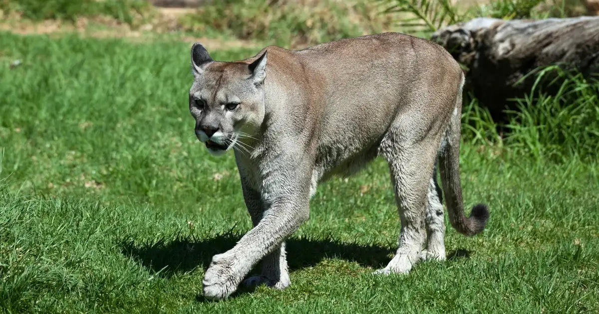 3 Pet Attacks in Scotts Valley This Month Spark CA Fear