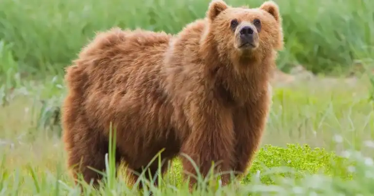 WA Teens Mauled by Bear on Mt. Rainier's Skyline Trail