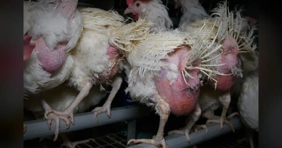 Over 350 sick from resistant chicken Salmonella across 42 states.