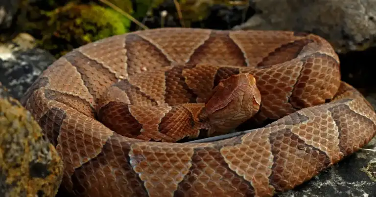 8 Copperhead Bites Hit Woodbridge Hospital in One Week