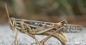 Cannibal Mormon Crickets Devour Western US