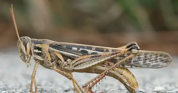 Cannibal Mormon Crickets Devour Western US