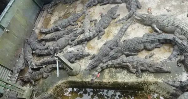Boy Mauled: Zoo Reopens 9 Days After Crocodile Pit Attack