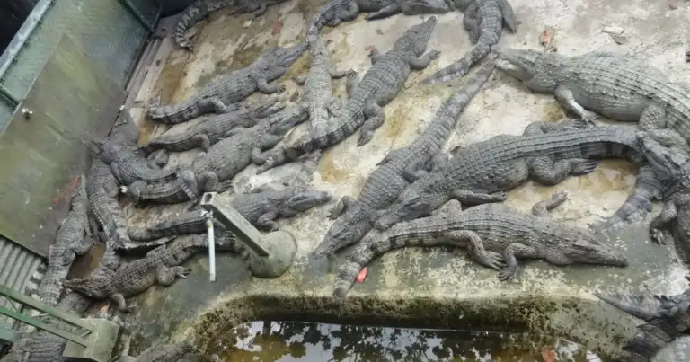 Boy Mauled: Zoo Reopens 9 Days After Crocodile Pit Attack