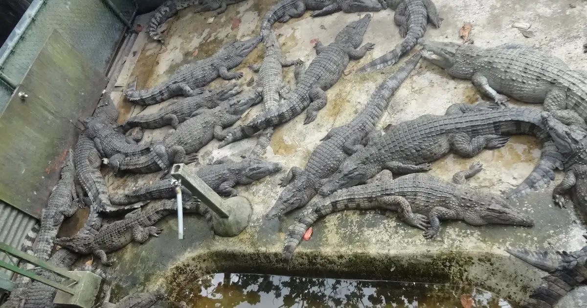 Boy Mauled: Zoo Reopens 9 Days After Crocodile Pit Attack