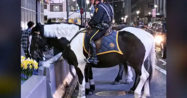 Spurs Fan's NYC Fight vs. 100s of Knicks Fans Ends in NYPD Rescue