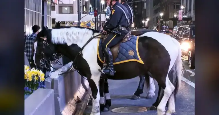 Spurs Fan's NYC Fight vs. 100s of Knicks Fans Ends in NYPD Rescue