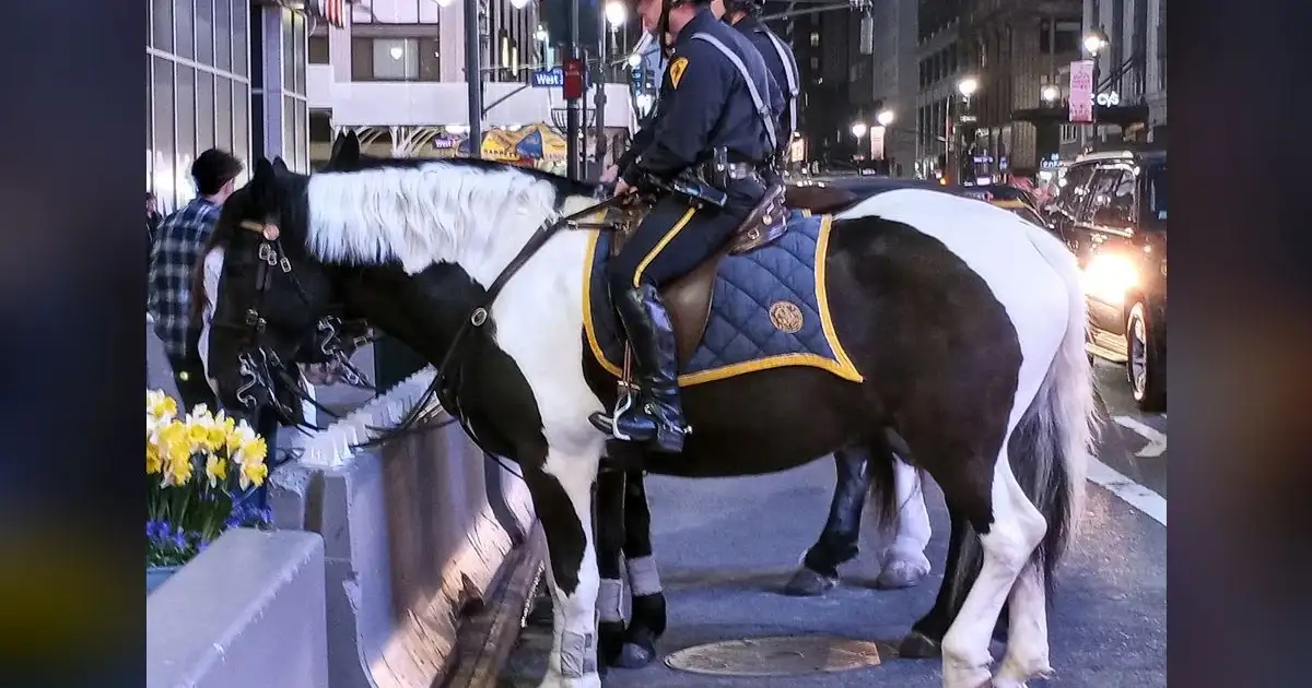 Spurs Fan's NYC Fight vs. 100s of Knicks Fans Ends in NYPD Rescue