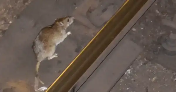 70% of Mutant Rats Resist Poisons in NY, Chicago, LA