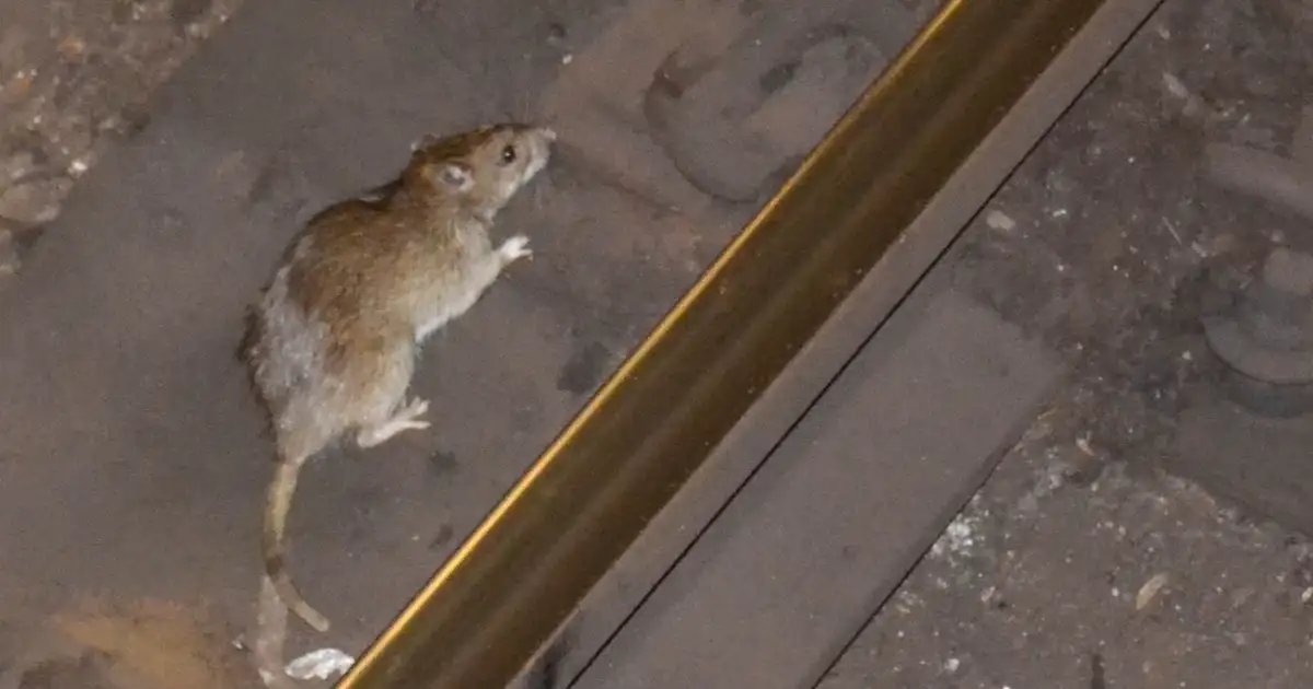 70% of Mutant Rats Resist Poisons in NY, Chicago, LA