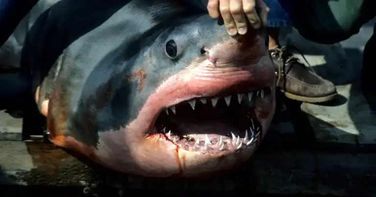 MA Fisherman: Pulled Hook From White Shark's Mouth!