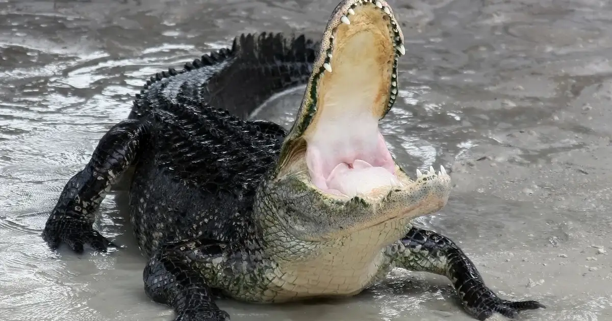 Dad Heard Her Alligator Attack: She Saw River Bubbles