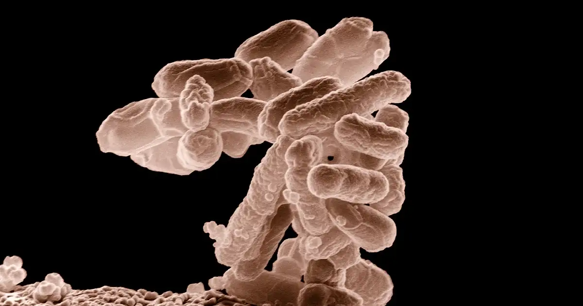 3,000+ Cyclospora Cases Missed By CDC - How to kill the explosive Diarrhea Bug