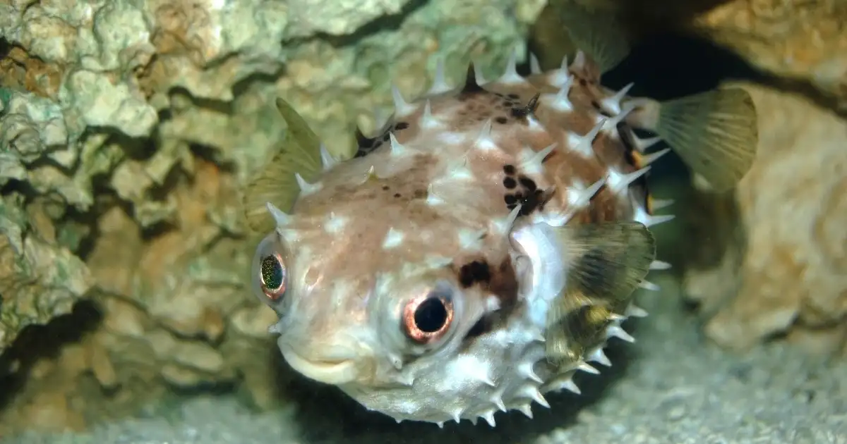 30 deaths per fish: Toxic pufferfish invade Greece's shores.