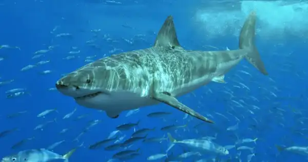 Jones Beach & Robert Moses Shut for 4th of July Sharks