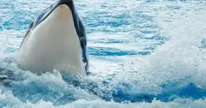 Great White Reign Ends: Orcas Hunt for Livers