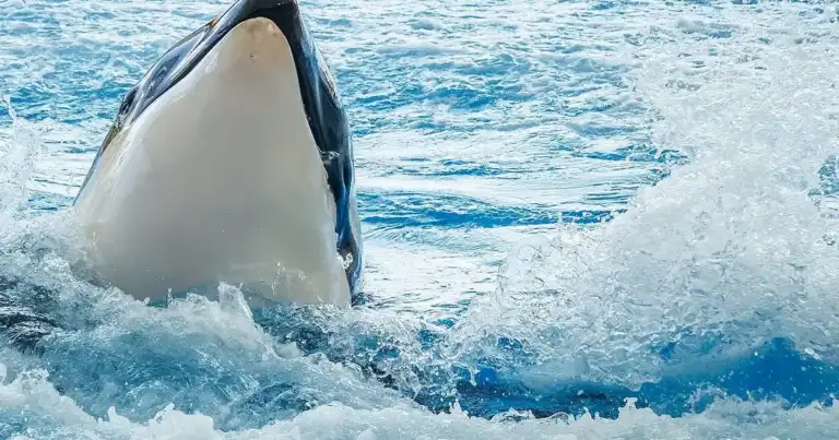 Great White Reign Ends: Orcas Hunt for Livers
