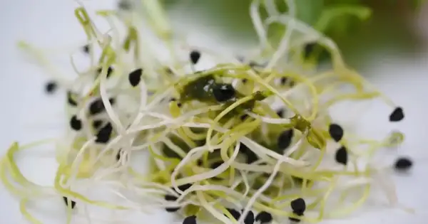 Alfalfa sprouts caused 80 E. coli cases across 15 states in 3 days