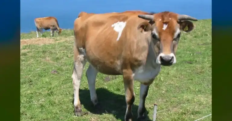 $180K Cattle Stolen: Ohio, WI Farms Under Organized Attack