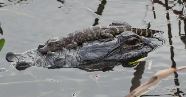 Lake Nona High Expected Students, Got a 7-Foot Gator