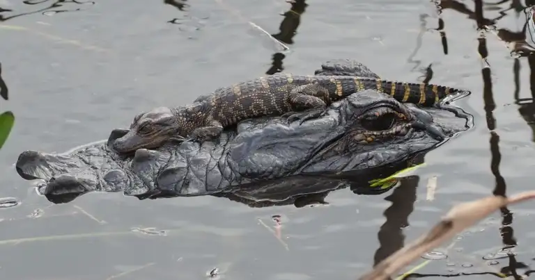 Lake Nona High Expected Students, Got a 7-Foot Gator