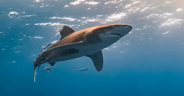Scarborough's 'new normal': Shark dragged lifeguard underwater.