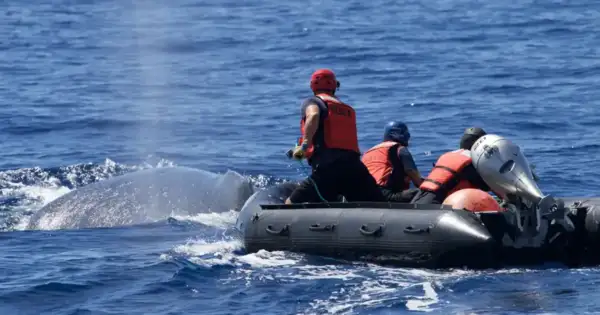 Petersburg Volunteers Save Whale From Fishing Gear Death Trap