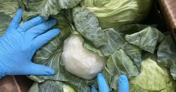 Border Seizure: 2,000 Pounds of Meth Hidden in Cabbage