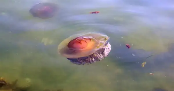 NASA Mars 'Jellyfish': Is This Life?