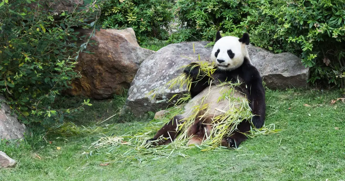 China Sends Pandas to Atlanta Zoo as Diplomatic Power Play