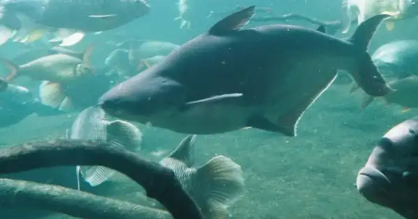 Shark Spotted Swimming in Flooded NJ Streets After Nor’easter