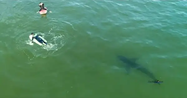 LA's 10-Foot Shark Near Kids Sparks Urgent Safety Crisis