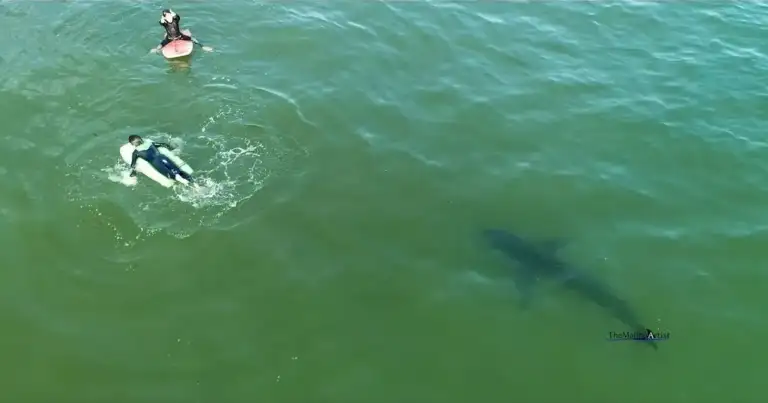 LA's 10-Foot Shark Near Kids Sparks Urgent Safety Crisis